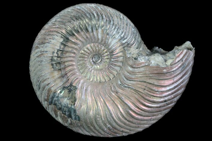 Iridescent Ammonite (Quenstedticeras) Fossil With Pyrite #78503